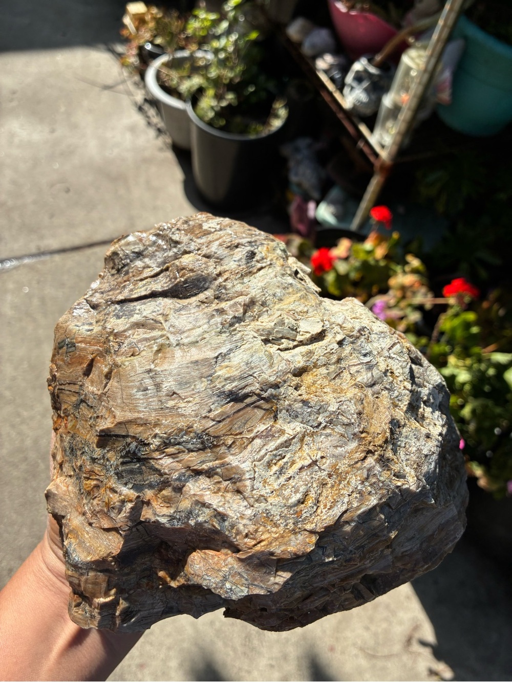 Large Rare Petrified Wood Specimen Rough 6” x7”, Over 5 Lbs - Picture 3 of 16
